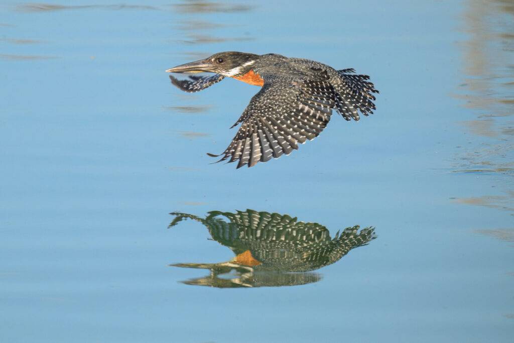 2026-03_3-catherine-davies-4209_kingfisher-reflection-1.jpg