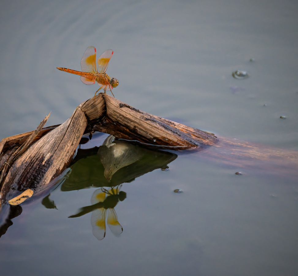 2026-03_5-catherine-davies-8220_dragonfly-reflection-1.jpg